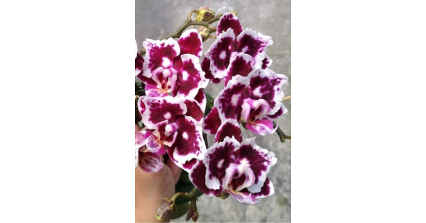 Орхидея Phal. Formosa Cranberry Black and White Queen бабочка